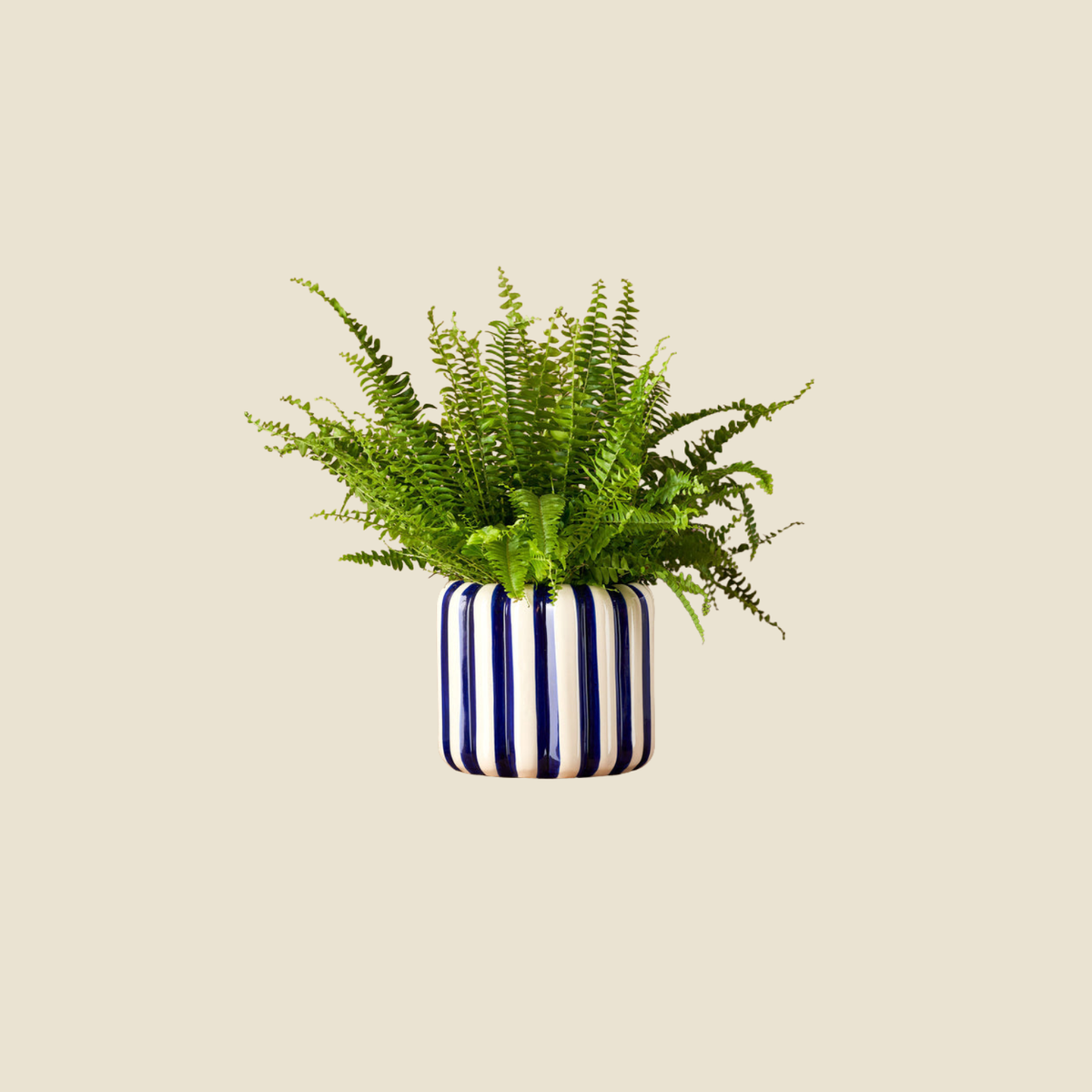 A green fern plant in a square ceramic pot with vertical navy blue and cream stripes, centered on a solid beige background.
